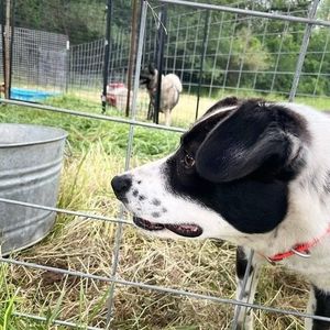 Meet your Posher, Sydney